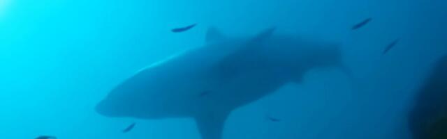 Morska neman primećena u zaleđenim dubinama! Naučnici u šoku: " Opšte je pravilo da ih tamo nema"