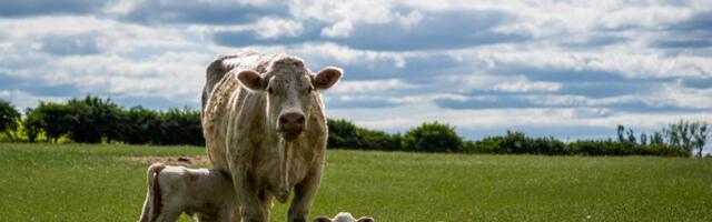 Subvencije za prvotelke nova tačka sukoba: Farmeri ostaju bez miliona zbog uredbe o ograničenju subvencija na 20 grla