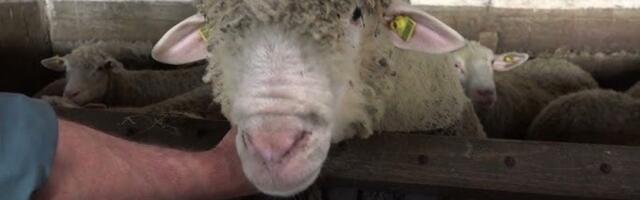 Šta će im on: Zrenjaninski zatvor kupio ovna