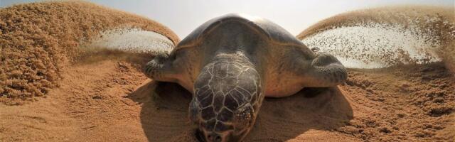 Uznemirujući snimak iz Meksika: Lopovi kradu jaja morskih kornjača dok se one gnezde na zaštićenoj plaži