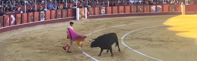 “Osveta” bikova u Španiji: Matador u penziji ubijen kada je ušao u tor