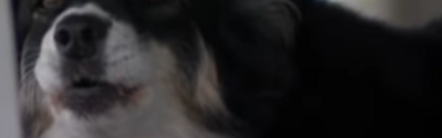 Pas Lulu koji je postao milioner i danas je u žiži javnosti i postavlja se pitanje da li će ih sve potrošiti!