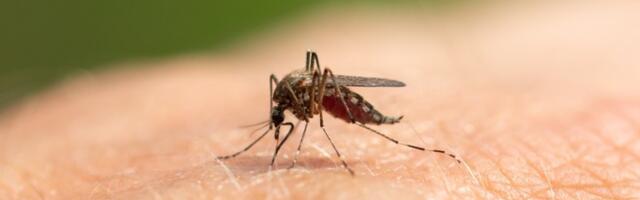 Naučnici otkrili zašto zašto komarci neke ljude POSEBNO URNIŠU