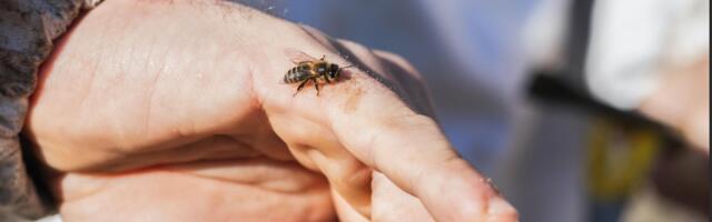 Dan podizanja svesti o anafilaksi: Kako prepoznati životno ugrožavajuću alergijsku reakciju i delovati pravovremeno?