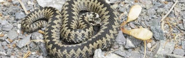 SEZONA POČELA RANIJE! Poznati lovac na zmije kod Vladičinog Hana izvukao ogromnu ZMIJU iz bunara - prizor ledi krv u žilama! (VIDEO)