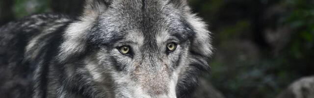 Vuk koji je u Hamburgu ugrizao ženu "pušten na uslovnu slobodu"