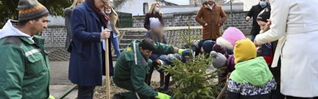 Deca iz vrtica Skadarlija sa Vesićem posadila jelku!