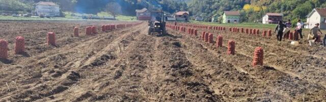 Жунићи кромпиром хране пола Србије: Браћа Дејан и Стеван из Пријепоља имају једно од најуспешнијих газдинстава