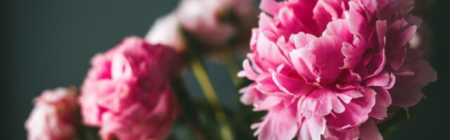 Zaštitite kuću od zla uz pomoć božura