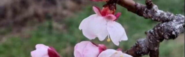 Procvetala kajsija u dvorištu jedne Nišlijke. Kad zima umisli da je proleće…