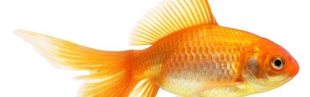 Za ovu životinju Egipćani veruju da donosi sreću