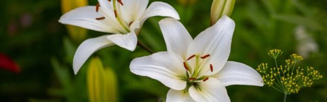 Cvet za koji se veruje da je nastao od ISUSOVNIH SUZA: Privlači sreću i blagostanje u svaku kuću (FOTO)