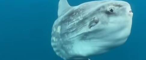 SENZACIONALNO! GRDOSIJA SNIMLJENA U JADRANU Ribare očarao nesvakidašnji prizor: morski div uočen kod Savudrije, veći od dva metra (FOTO)