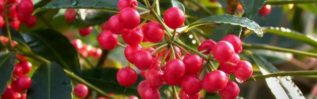 Što više bobica, to će 2026. biti srećnija: Ova biljka je najlepši ukras ili poklon za Novu godinu!