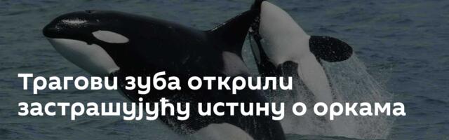 Трагови зуба открили застрашујућу истину о оркама