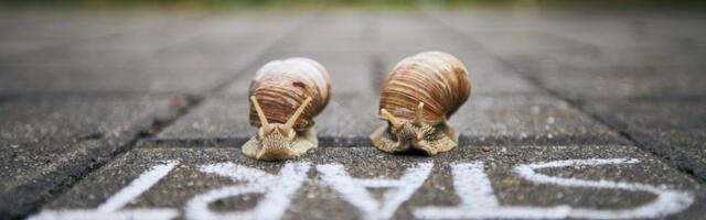 "Spremni, polako, polako": Šampioni na TRKAMA PUŽEVA dobijaju "škakljive" nagrade, ovo su propozicije