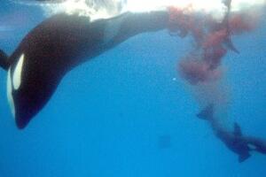 Крвави пир две орке код обала Јужне Африке, у једном „храњењу“ убиле 17 ајкула