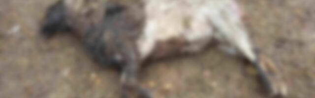 Zoo igraonicu u Prokuplju ponovo napali psi – šteta oko 5.000 evra