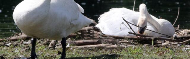 Potvrđena pojava ptičjeg gripa na istoku Slovenije: Labudovi i čaplje inficirani