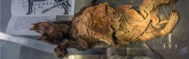 Štene vuka pojelo komad runastog džina - iz ostataka u stomaku izvučen genom: „Ovo nikad ranije nije urađeno“