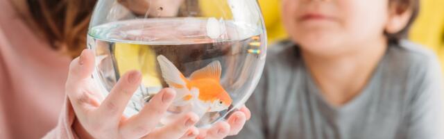 Ako imate ovog ljubimca u vašoj kući nema bolesti i razvoda