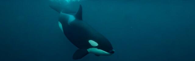 Kitovi ubice su vladari okeana, ali sada POSTAJU PLEN: Nešto ih lovi, a tragovi ugriza otkrivaju JEZIVU ISTINU