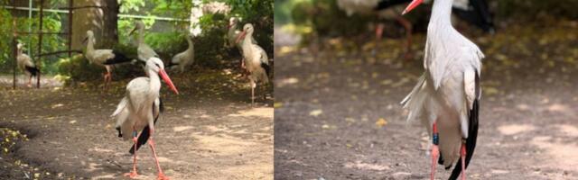 Ovo su najlepše fotografije koje ćete videti danas! Rode iz divljine same biraju Palić!