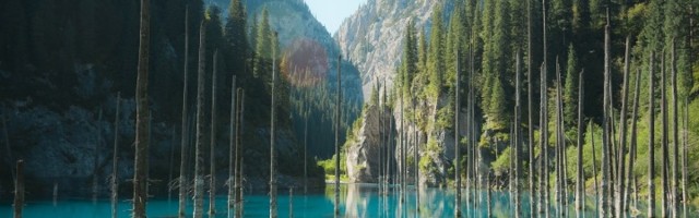 Zbog zemljotresa u ovoj šumi drveće raste naopako (FOTO)