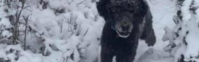 Optička varka velikom brzinom je preplavila internet, niko ne zna šta se na njoj nalazi!