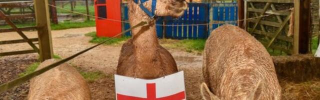 Vidovita alpaka predvidela rezultate Svetskog prvenstva u fudbalu