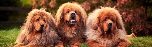 Njihova cena ide i do dva miliona dolara: Najskuplja rasa pasa na svetu