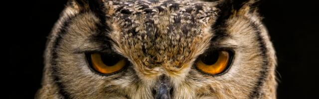 Сове које су се укрцале на крузер враћају се у САД након боравка у Шпанији