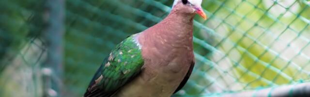 Ukrali 170 nagrađenih golubova