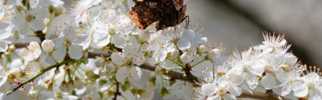 PRIRODA GUBI SVOJE NAJNEŽNIJE SAVEZNIKE! Leptirima preti izumiranje!