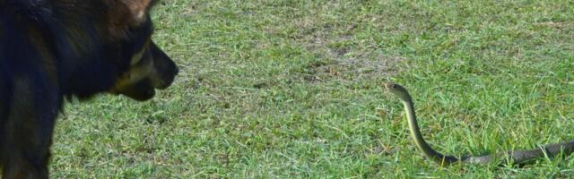 Neustrašivi pas se žrtvovao da spasi 30 mališana od zmije otrovnice: Sahranjen uz počasti!