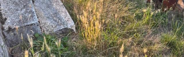 Kako JKP Šumadija brine o VAROŠKOM GROBLJU? Projekat "Korov" uspeo, ocena za održavanje čista jedinica! (FOTO)