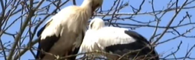 Voleli su se punih 18 godina, a sada je ljubavi o kojoj su svi pričali i definitvno ugašena: posle Klepetana preminula i roda Malena