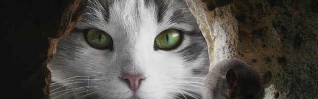 POGLEDAJTE ŠTA TOM I DŽERI RADE KAD NIKO NE GLEDA! Snimak potvrdio ono na šta su mnogi sumnjali!