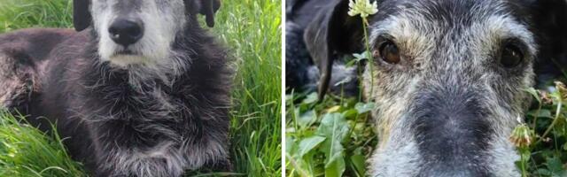 Deka Gari, pas sa splava, sada uživa u pansionu: Potrebna pomoć za njegovu mirnu starost