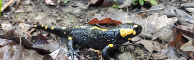 Korak napred ka obnovi šumskih predela na Zapadnom Balkanu