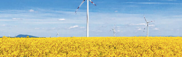 Уљана репица у цвату