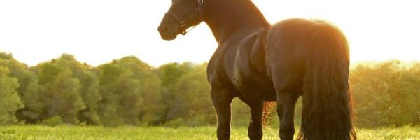 Frederik Veliki - najlepši konj na svetu