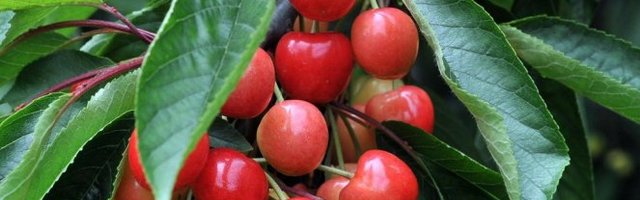 OPŠTINA TRSTENIK POKLANJA: Podela sadnica trešnje i višnje meštanima (Video)