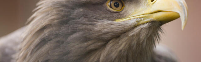 Tužna vest iz Libana: Srpski orao krstaš Feliks uhvaćen i prodat krijumčarima, sada traže otkup