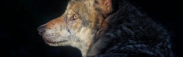 Finska u 2026. ponovo odobrava lov na vukove