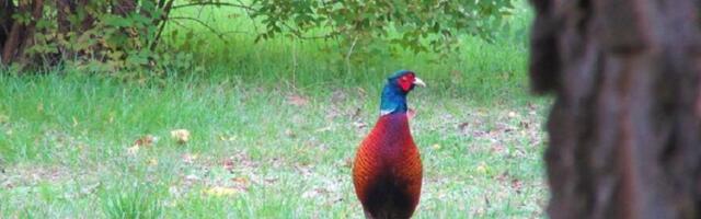 Ono kad ne znaš "di s' pošo": Lepotan lutao subotičkim ulicama