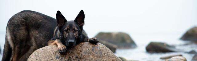 Zagonetna toksična grudva osvanula na popularnoj plaži: Vlasnici alarmirani da budno čuvaju svoje pse