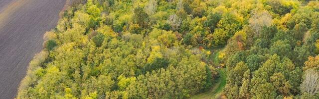 Društvo za zaštitu ptica kupilo Slavujev lug: Dva hektara šume u Banatu će biti zaštićena