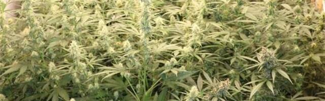 OTKRIVENA LABORATORIJA ZA UZGOJ MARIHUANE: Uhapšen mladić (24), policija pored konoplje pronašla nešto interesantno (FOTO)