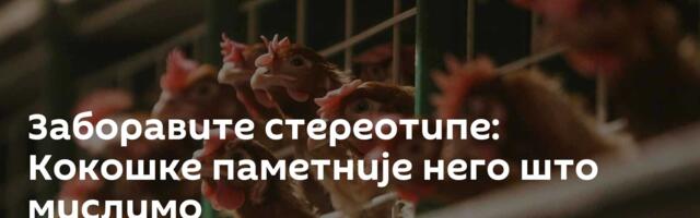 Заборавите стереотипе: Кокошке паметније него што мислимо